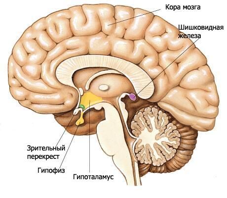 Hypothalamus