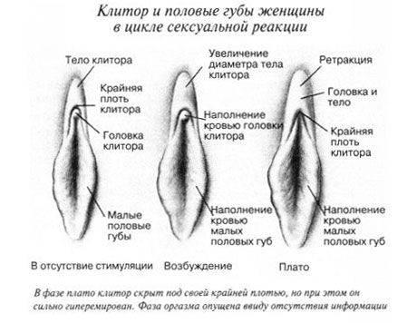 Clitoris pendant les rapports sexuels