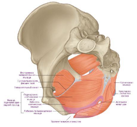 Muscles du diaphragme pelvien