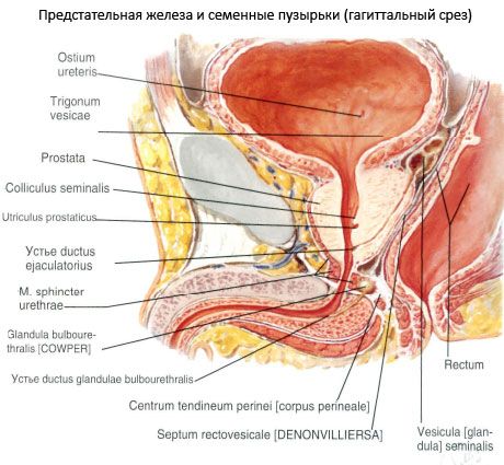 Glande prostatique (prostate)