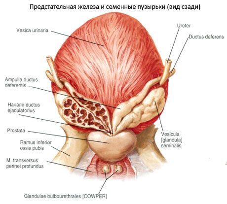 Glande prostatique (prostate)