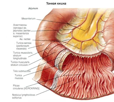 Jéjunum