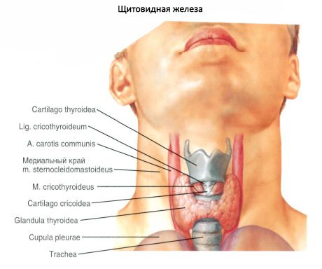 Glande thyroïde (glandula thyroidea)
